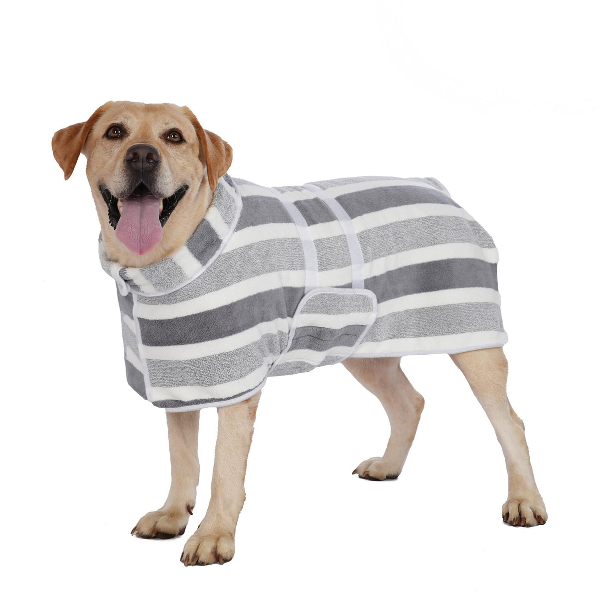 Dog wearing a grey and white striped absorbent bathrobe with an adjustable belly band