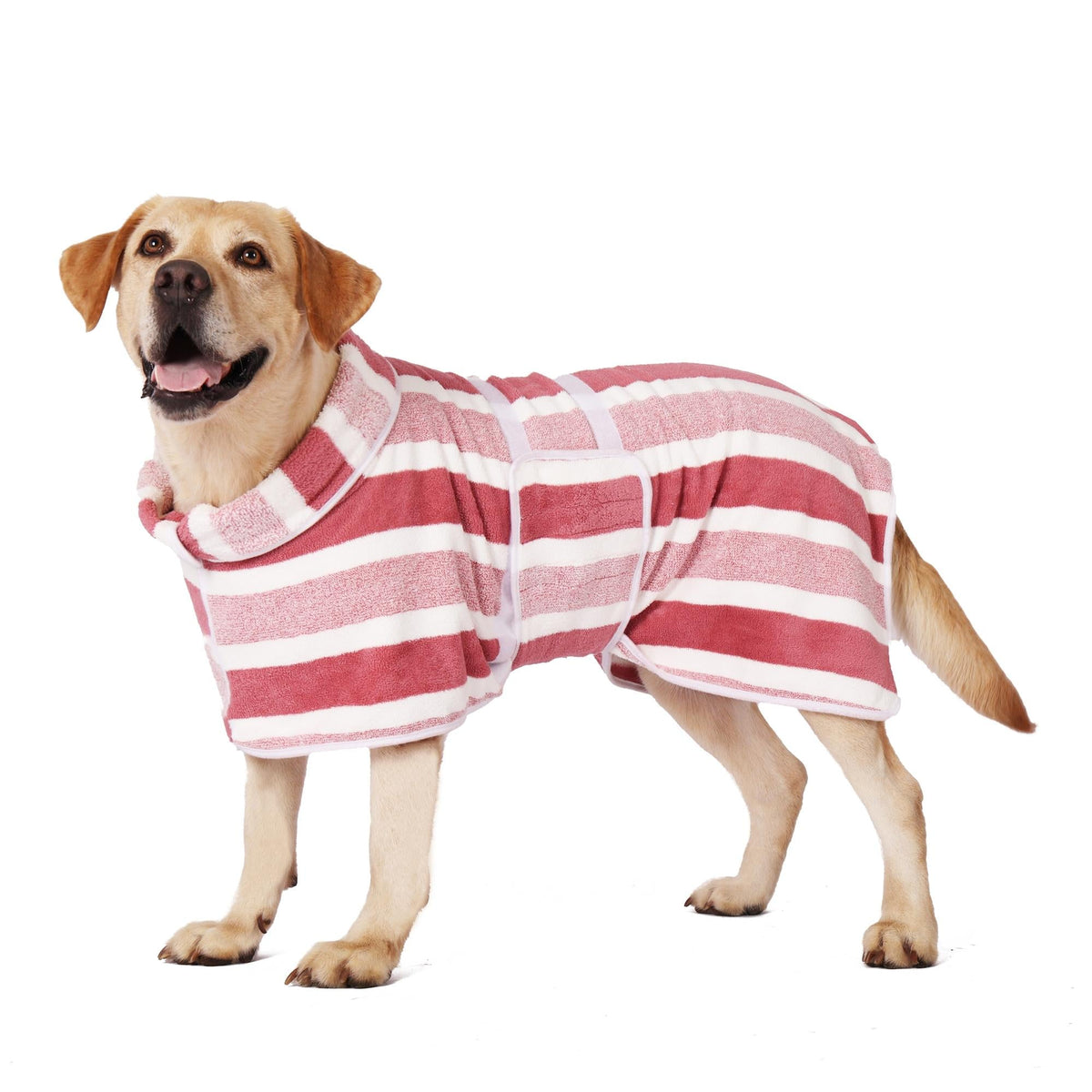 Dog wearing a pink and white striped soft coral fleece drying bathrobe